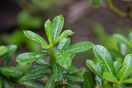 Leaves in the garden on a rainy dayの写真素材