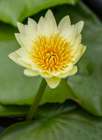 Lotus in the pool , Flowerの写真素材