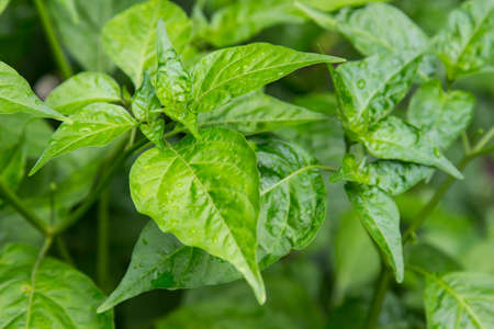 Leaves in the garden on a rainy dayの写真素材