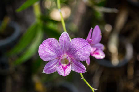 Orchid flower in the gardenの写真素材