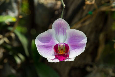 Orchid flower in the gardenの写真素材