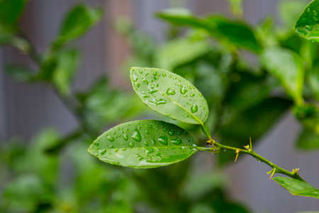 Leaves in the garden on a rainy dayの写真素材