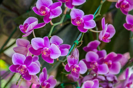 Orchid flower in the gardenの写真素材