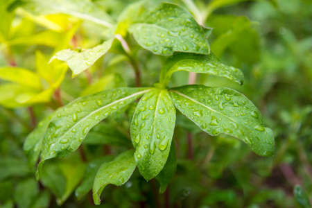Leaves in the garden on a rainy dayの写真素材