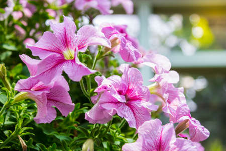 petunia flower in the gardenの写真素材