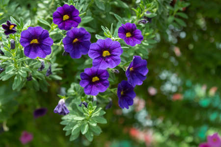 petunia flower in the gardenの写真素材