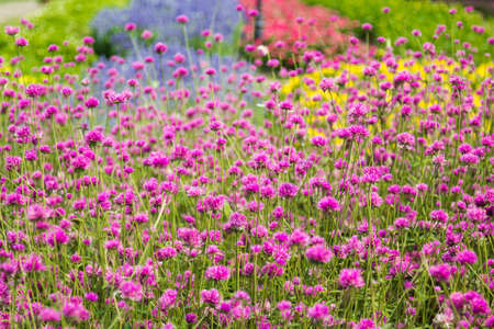 Pink Flower in the gardenの写真素材