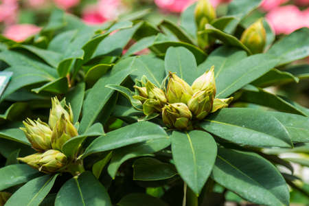 Rhododendron Hybride red jak flower in the gardenの写真素材