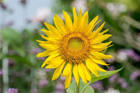 Sunflower in the gardenの写真素材