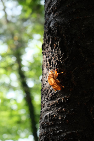 Cicada dreams of departingの写真素材