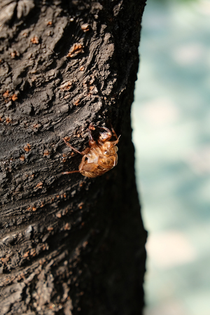 cicada dreams of departingの写真素材