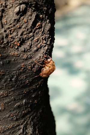 cicada dreams of departingの写真素材