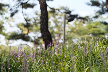 Broadleaf Liriopeの写真素材