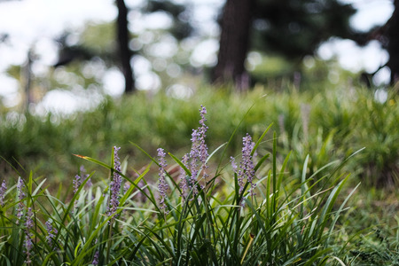 Broadleaf Liriopeの写真素材