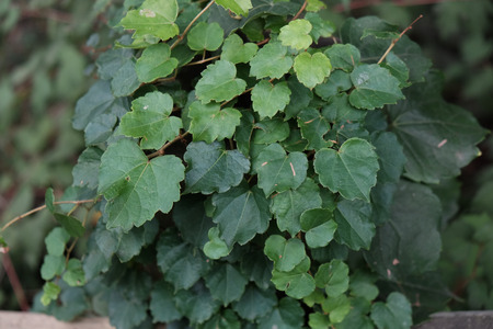 leaves, grass