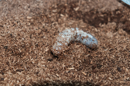 White wormの写真素材