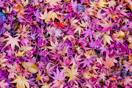 Purple leafの写真素材