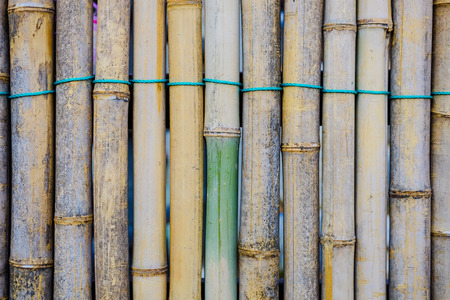 Natural bambooの写真素材