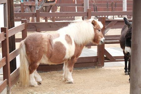 White Donkeyの写真素材