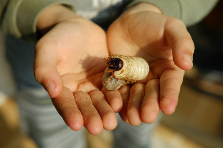 children larvaの写真素材