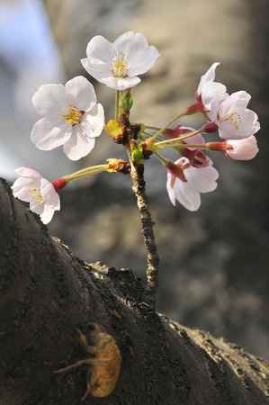 Beautiful cherry blossomsの写真素材
