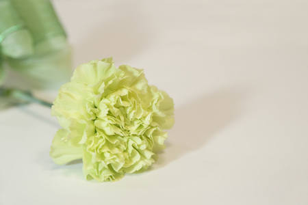 Pretty precious carnation 1の写真素材