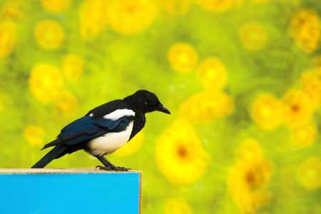 Nolreoon one magpie on a sunflower flower gardenの写真素材