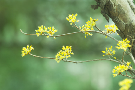 Cornus (Cornus officinalis)の写真素材