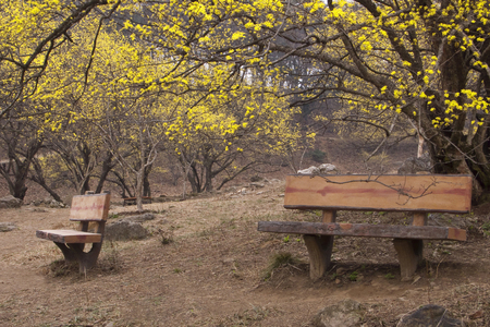 Shelter in the cornfieldの写真素材