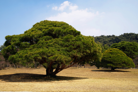 Pine tree of hyeonchungsaの写真素材