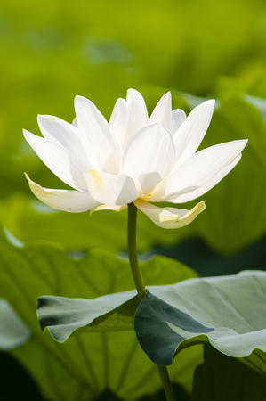 Korea's beautiful lotus (lotus), a lotus flowerの写真素材