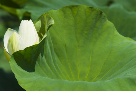 Beautiful white lotus in Koreaの写真素材