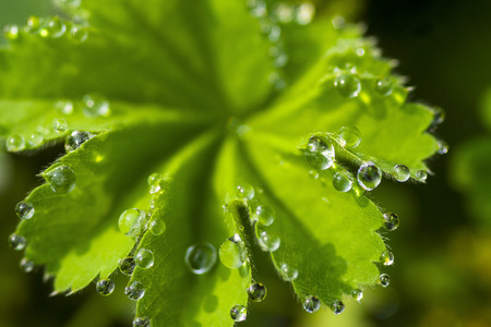Water droplets on dawn leavesの写真素材