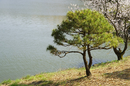 Beautiful cherry blossoms pine and pine on the lakeの写真素材