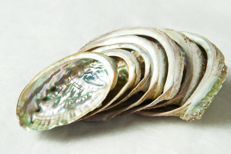 Abalone Shell