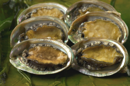 Fresh and delicious seafood, abalone (ear shell)の写真素材