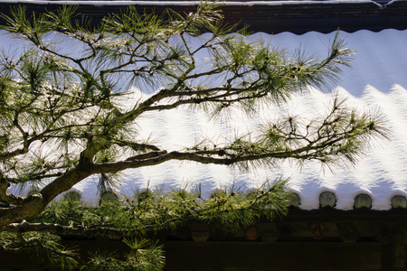 Winter, pine trees in Naesosa Templeの写真素材