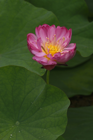 Korean beautiful lotus ((Indian / sacred) lotus, a lotus flower)の写真素材