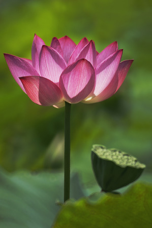 Korean beautiful lotus ((Indian / sacred) lotus, a lotus flowerの写真素材