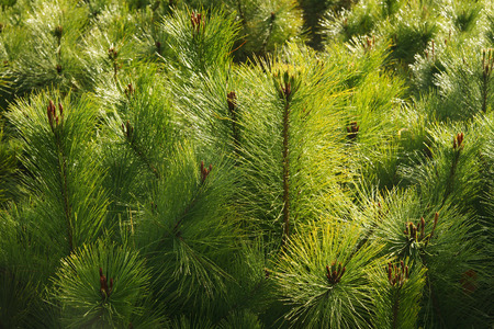 Pine (Pine tree)の写真素材