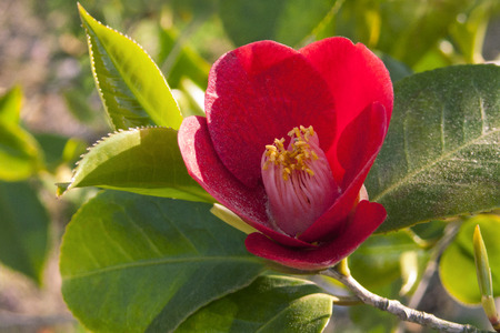 Red Camellia flower background.の写真素材