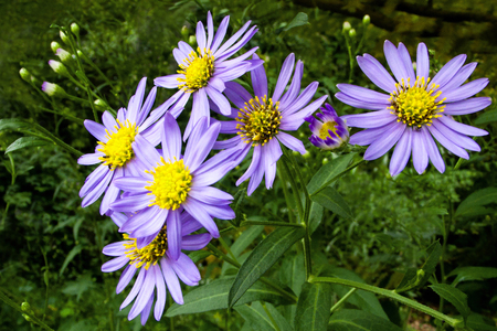 (Montane aster, Aster Koraiensis), Aster koraiensis Nakai background.の写真素材