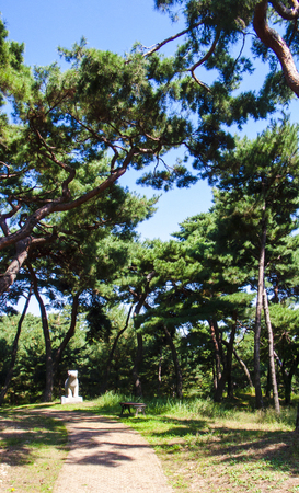 Gongju, Goma Naru a grove of pinesのeditorial素材