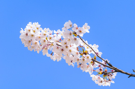 Cherry blossoms (Cherry blossoms), spring, Aprilの写真素材
