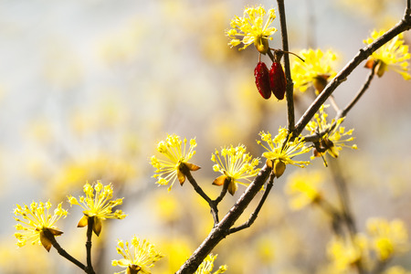 Cornus officinalis, springの写真素材