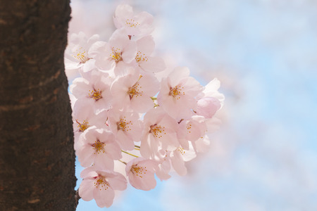 Cherry blossoms, spring, Aprilの写真素材
