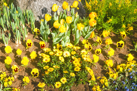 Spring, tulip, flower fieldの写真素材