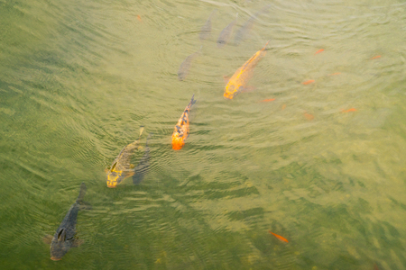Carp, fancy carp, pondの写真素材