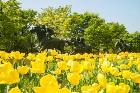 Spring, Seongdong-gu, Seoul Forest, tulip, a race horseの写真素材