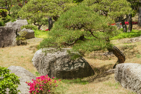 Spring, pine, rockの写真素材